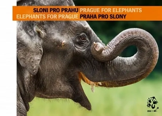 SLONI PRO PRAHU-PRAHA PRO SLONY
