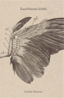 ZASTŘIHÁVÁNÍ KŘÍDEL