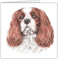 PŘÁNÍ AC-181 WAGGY DOGZ CAVALIER KING CHARLES SPANIEL