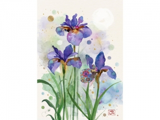 PŘÁNÍ B046 PURPLE IRISES