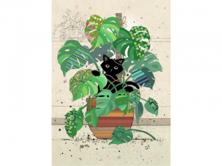 PŘÁNÍ H038 MONSTERA KITTY